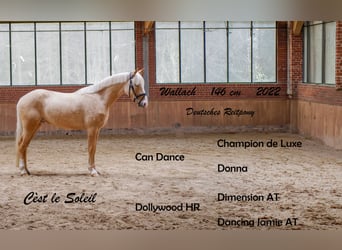 German Riding Pony, Gelding, 4 years, 14.1 hh, Palomino
