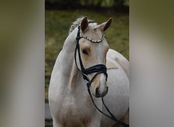 German Riding Pony, Gelding, 4 years, 14.1 hh, Palomino