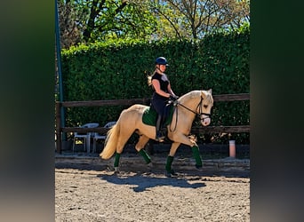 German Riding Pony, Gelding, 4 years, 14.1 hh, Palomino