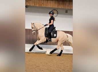 German Riding Pony, Gelding, 4 years, 14.1 hh, Palomino
