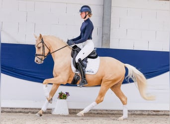German Riding Pony, Gelding, 4 years, 14.1 hh, Palomino