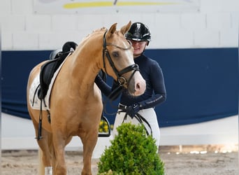 German Riding Pony, Gelding, 4 years, 14.1 hh, Palomino