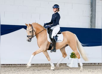 German Riding Pony, Gelding, 4 years, 14.1 hh, Palomino