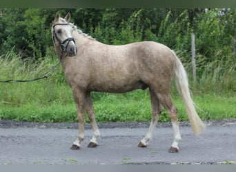 German Riding Pony, Gelding, 4 years, 14.1 hh, Palomino