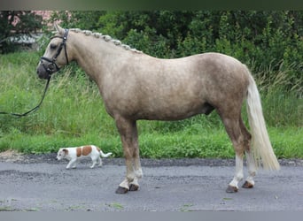 German Riding Pony, Gelding, 4 years, 14.1 hh, Palomino