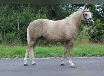 German Riding Pony, Gelding, 4 years, 14.1 hh, Palomino