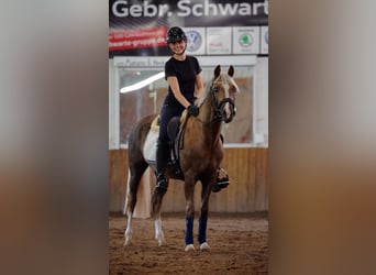 German Riding Pony, Gelding, 4 years, 14.1 hh, Palomino