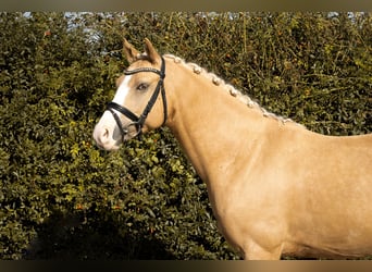 German Riding Pony, Gelding, 4 years, 14,1 hh, Palomino