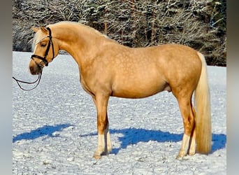 German Riding Pony, Gelding, 4 years, 14.1 hh, Palomino