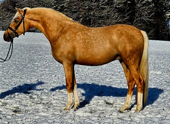 German Riding Pony, Gelding, 4 years, 14.1 hh, Palomino