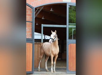 German Riding Pony, Gelding, 4 years, 14.1 hh, Palomino