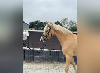 German Riding Pony, Gelding, 4 years, 14.1 hh, Palomino