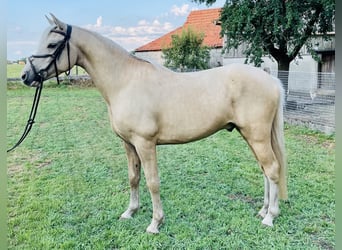 German Riding Pony, Gelding, 4 years, 14.1 hh, Palomino