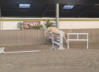 German Riding Pony, Gelding, 4 years, 14.1 hh, Palomino
