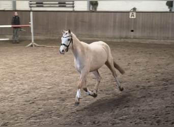 German Riding Pony, Gelding, 4 years, 14.1 hh, Palomino