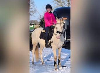 German Riding Pony, Gelding, 4 years, 14.1 hh, Perlino