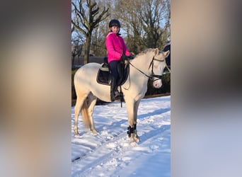 German Riding Pony, Gelding, 4 years, 14.1 hh, Perlino