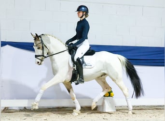 German Riding Pony, Gelding, 4 years, 14.1 hh, Pinto