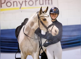 German Riding Pony, Gelding, 4 years, 14.1 hh, Pinto