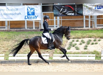 German Riding Pony, Gelding, 4 years, 14.1 hh, Smoky-Black