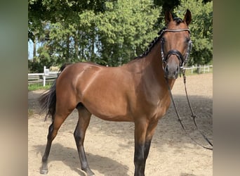 German Riding Pony, Gelding, 4 years, 14.2 hh, Bay-Dark