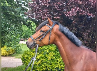 German Riding Pony, Gelding, 4 years, 14.2 hh, Bay-Dark