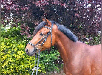 German Riding Pony, Gelding, 4 years, 14.2 hh, Bay-Dark