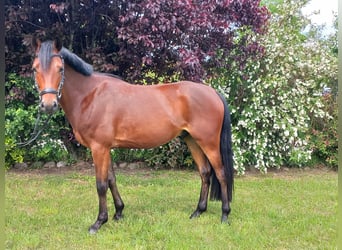 German Riding Pony, Gelding, 4 years, 14.2 hh, Bay-Dark