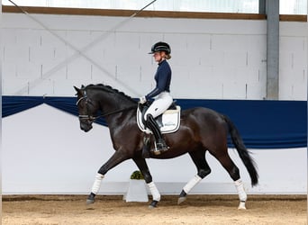 German Riding Pony, Gelding, 4 years, 14.2 hh, Black