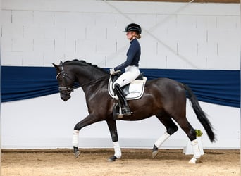 German Riding Pony, Gelding, 4 years, 14.2 hh, Black