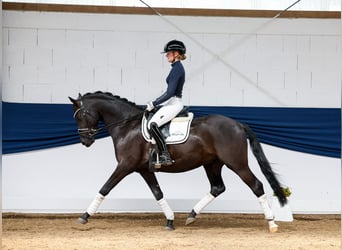 German Riding Pony, Gelding, 4 years, 14.2 hh, Black