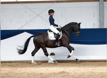 German Riding Pony, Gelding, 4 years, 14.2 hh, Black