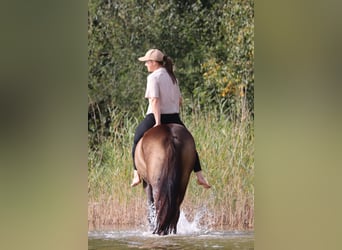 German Riding Pony, Gelding, 4 years, 14.2 hh, Buckskin