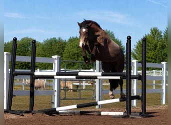 German Riding Pony, Gelding, 4 years, 14.2 hh, Buckskin