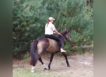 German Riding Pony, Gelding, 4 years, 14.2 hh, Buckskin
