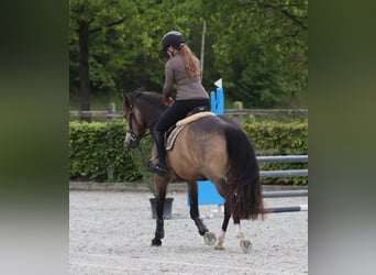 German Riding Pony, Gelding, 4 years, 14.2 hh, Buckskin