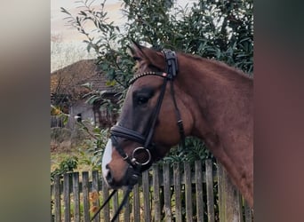 German Riding Pony, Gelding, 4 years, 14.2 hh, Buckskin