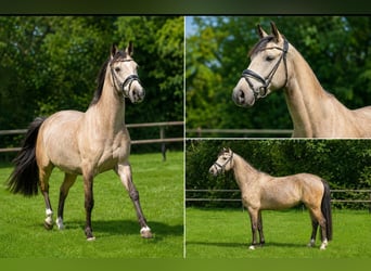 German Riding Pony, Gelding, 4 years, 14.2 hh, Buckskin