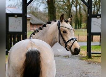 German Riding Pony, Gelding, 4 years, 14.2 hh, Buckskin