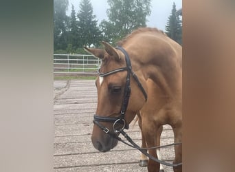 German Riding Pony, Gelding, 4 years, 14.2 hh, Chestnut-Red