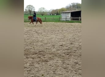 German Riding Pony, Gelding, 4 years, 14.2 hh, Chestnut-Red