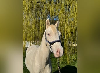 German Riding Pony, Gelding, 4 years, 14.2 hh, Cremello