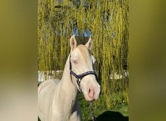 German Riding Pony, Gelding, 4 years, 14.2 hh, Cremello