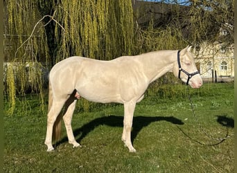 German Riding Pony, Gelding, 4 years, 14.2 hh, Cremello