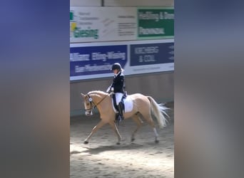 German Riding Pony, Gelding, 4 years, 14.2 hh, Dun
