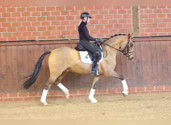 German Riding Pony, Gelding, 4 years, 14.2 hh, Dun