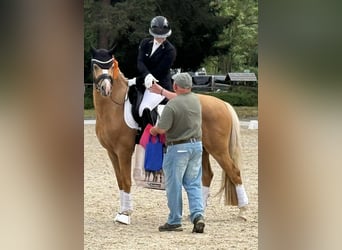 German Riding Pony, Gelding, 4 years, 14.2 hh, Palomino