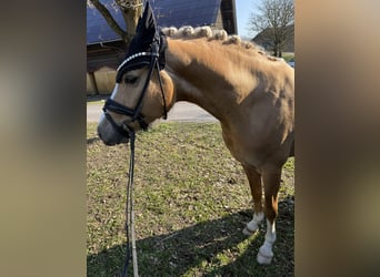 German Riding Pony, Gelding, 4 years, 14.2 hh, Palomino