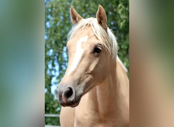 German Riding Pony, Gelding, 4 years, 14.2 hh, Palomino