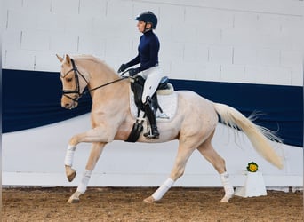 German Riding Pony, Gelding, 4 years, 14,2 hh, Palomino